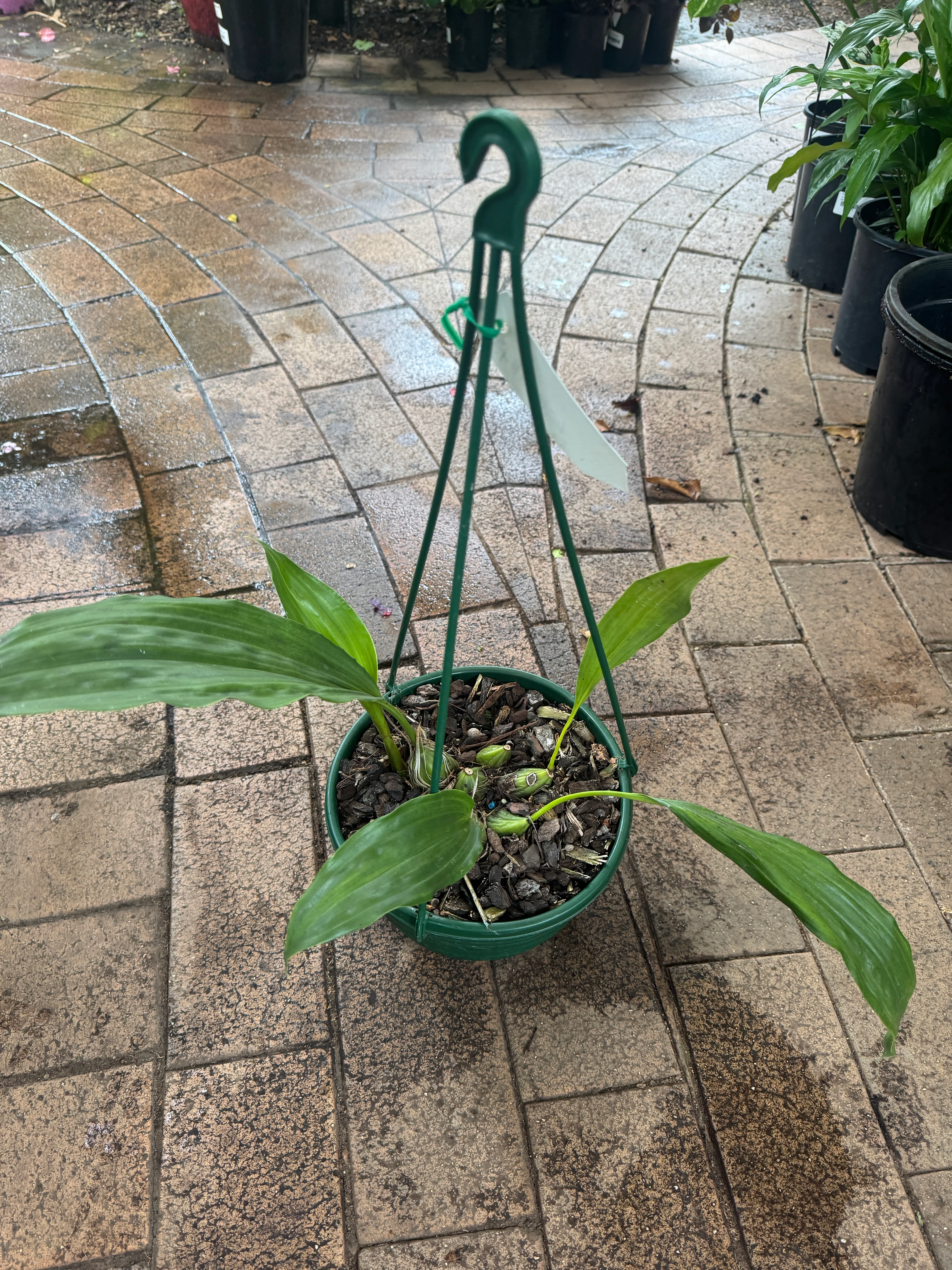 Stanhopea jenischiana Vanilla Orchid Upside Down Orchid - Image 2