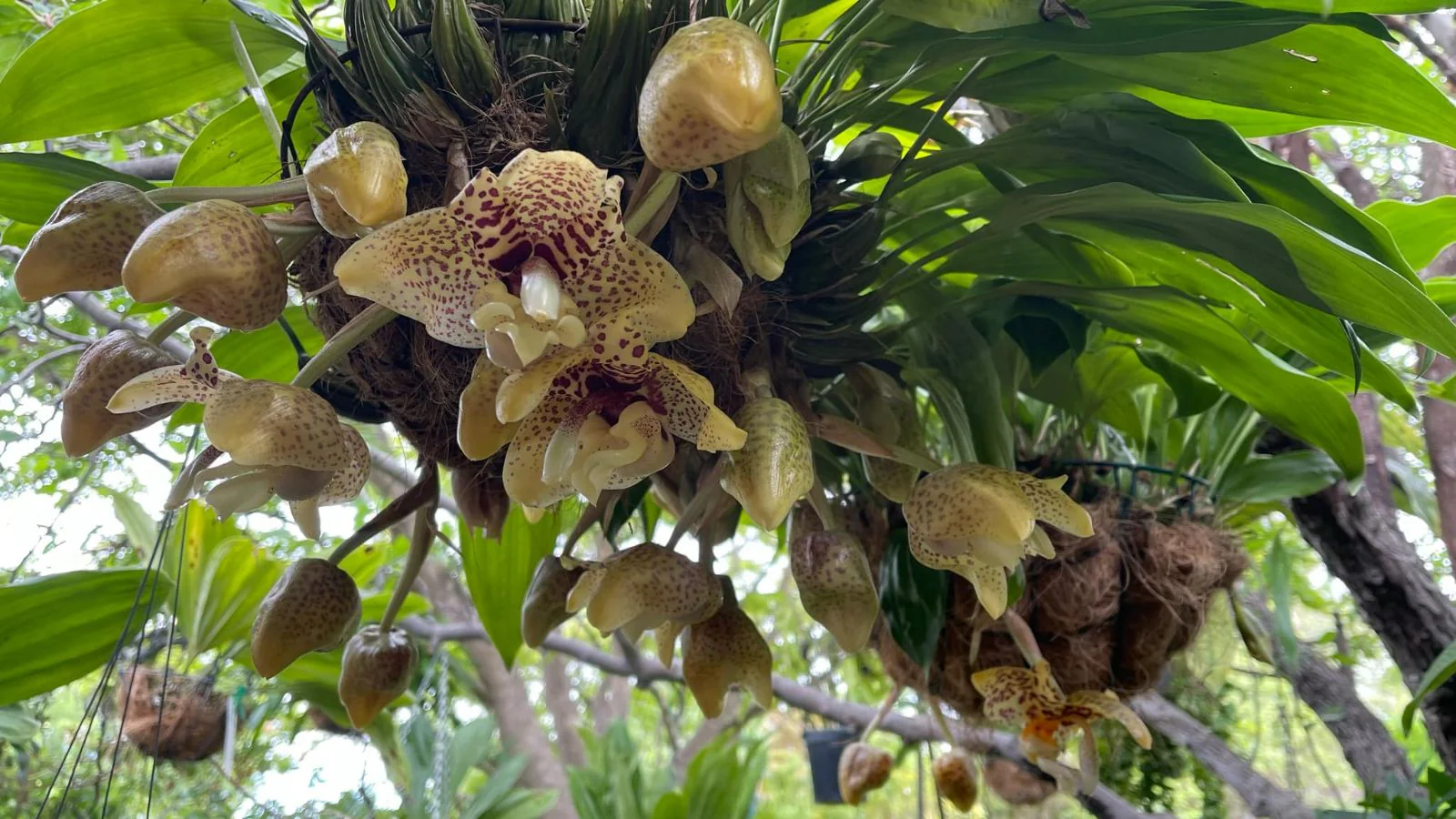 Stanhopea Vanilla Orchid Upside Down Orchid - Image 5