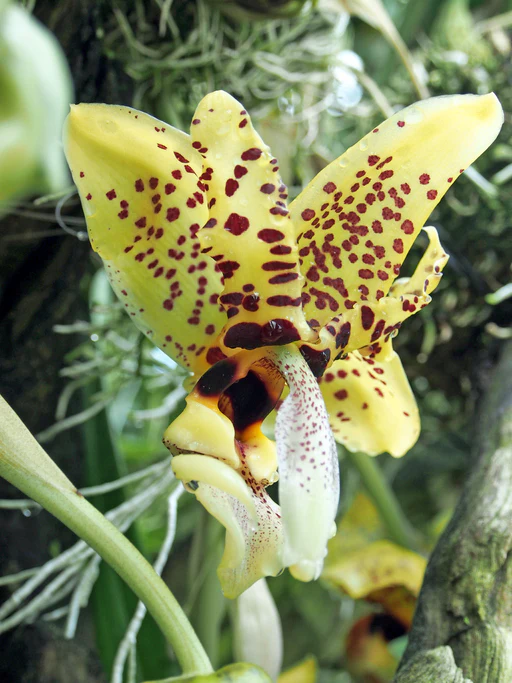 Stanhopea Vanilla Orchid Upside Down Orchid - Image 6
