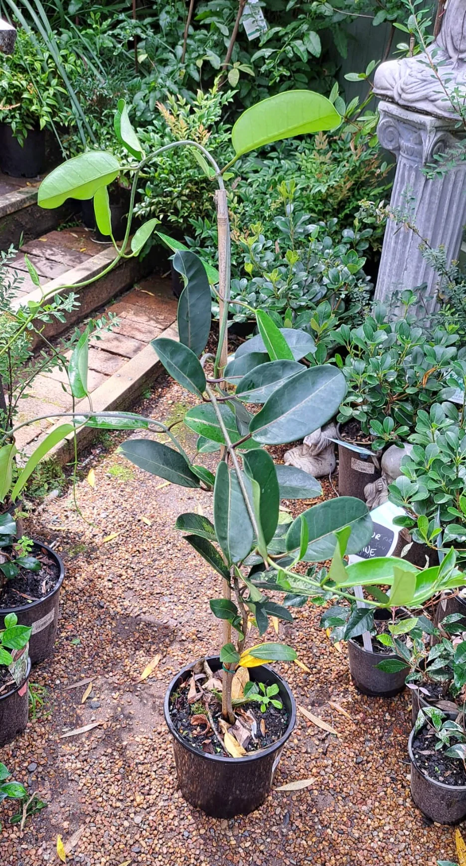 Stephanotis floribunda Madagascan Jasmine Brazilian Jasmine - Image 2