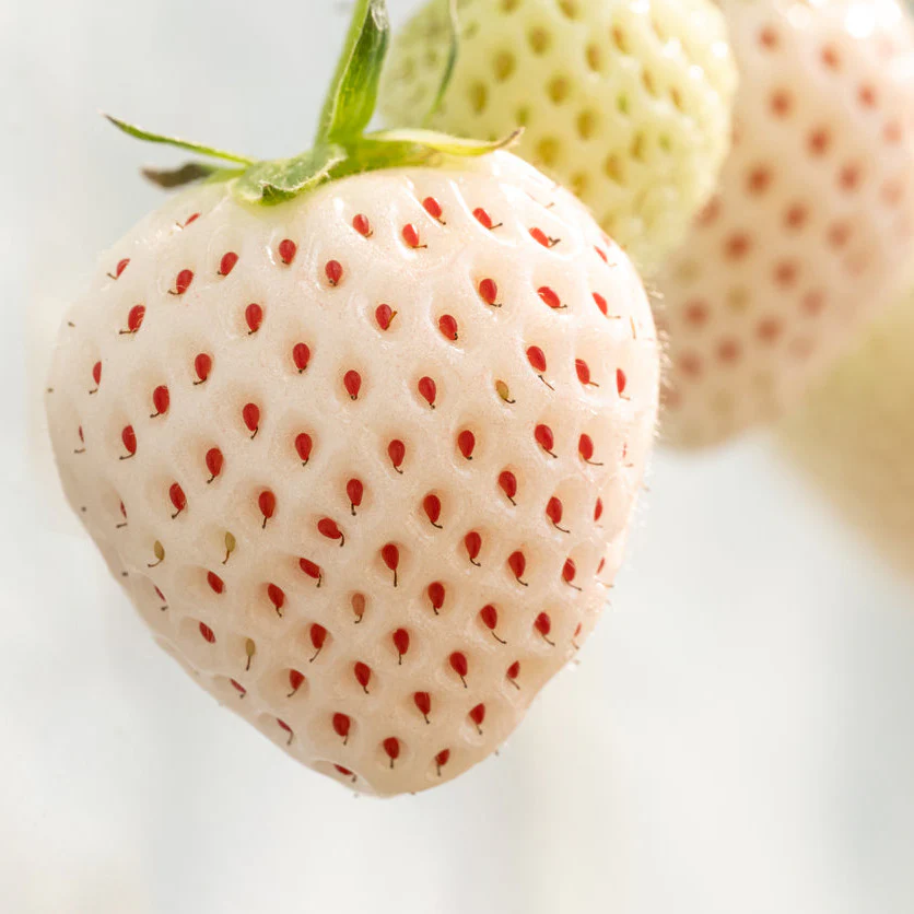Strawberry Pineberry - Pineapple Strawberry