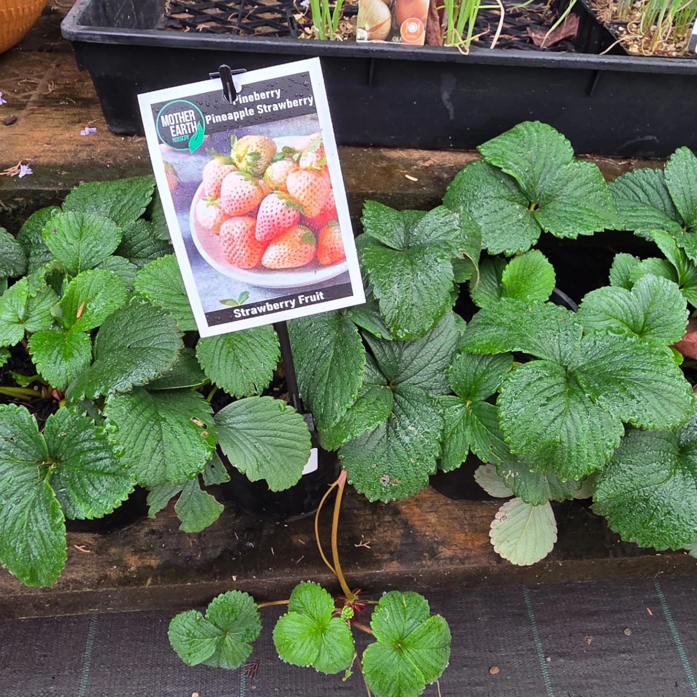Strawberry Pineberry - Pineapple Strawberry - Image 4