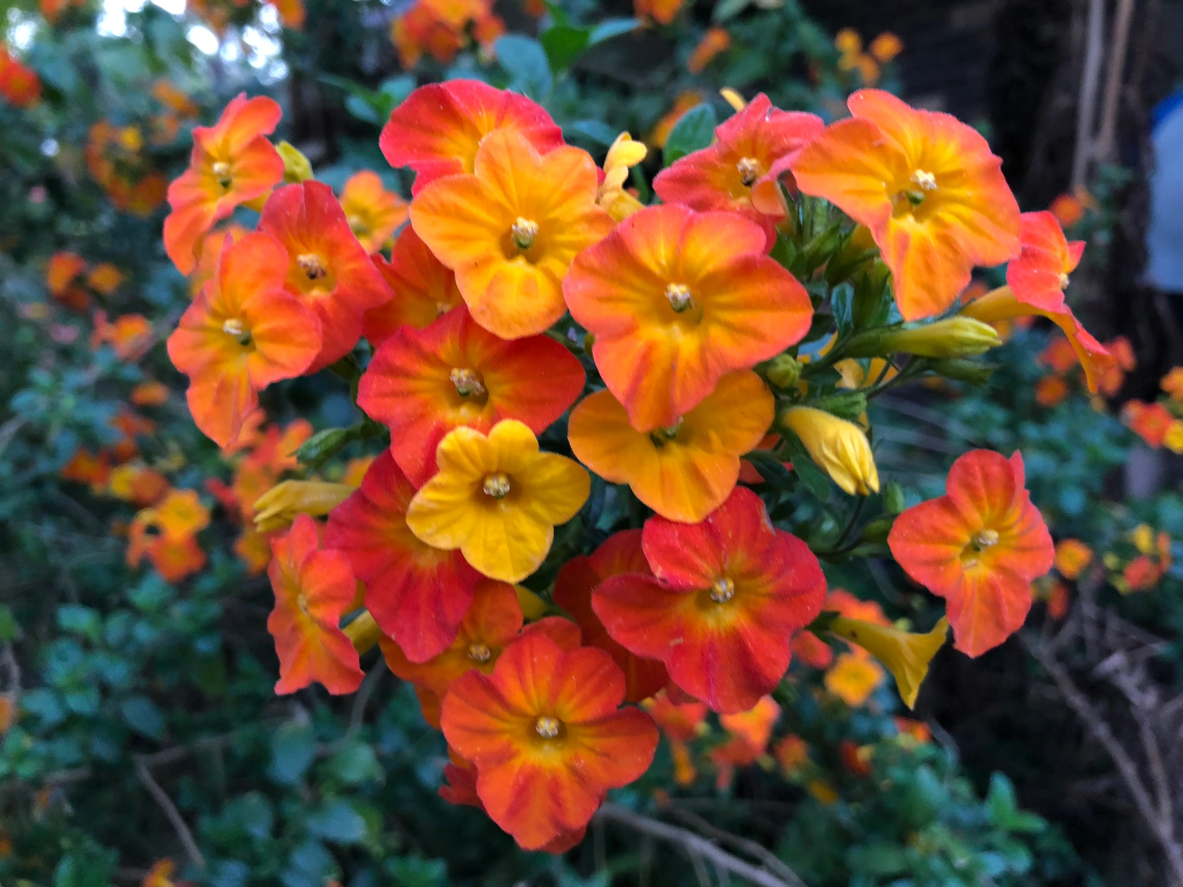 Streptosolen jamesonii Marmalade Bush (formally Browallia jamesonii)