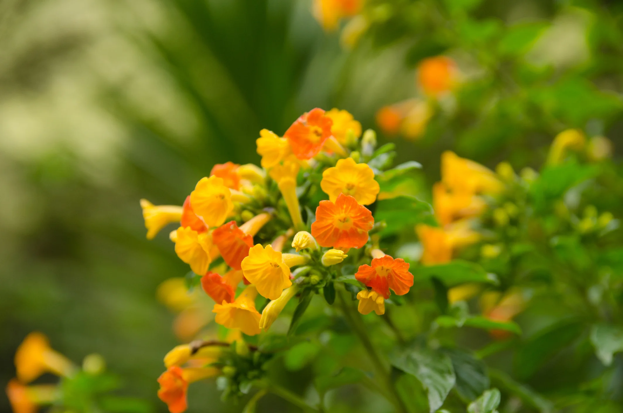 Streptosolen jamesonii Marmalade Bush (formally Browallia jamesonii) - Image 2