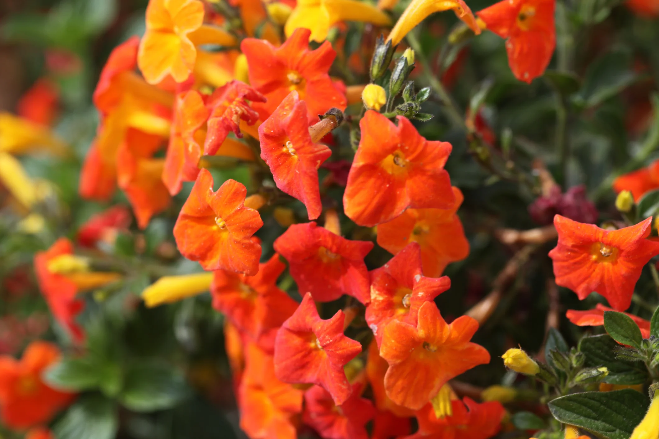 Streptosolen jamesonii Marmalade Bush (formally Browallia jamesonii) - Image 3