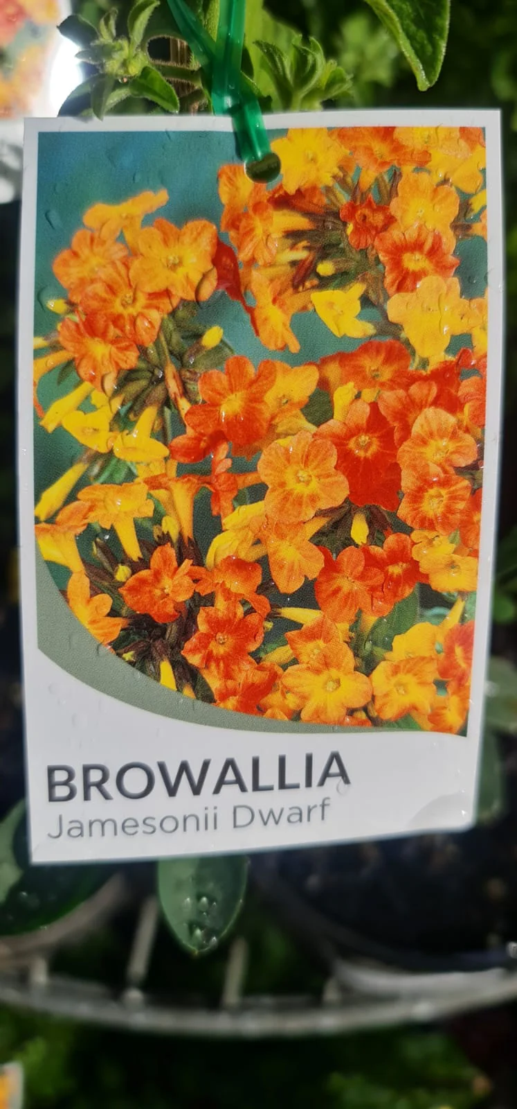 Streptosolen jamesonii Marmalade Bush (formally Browallia jamesonii) - Image 4