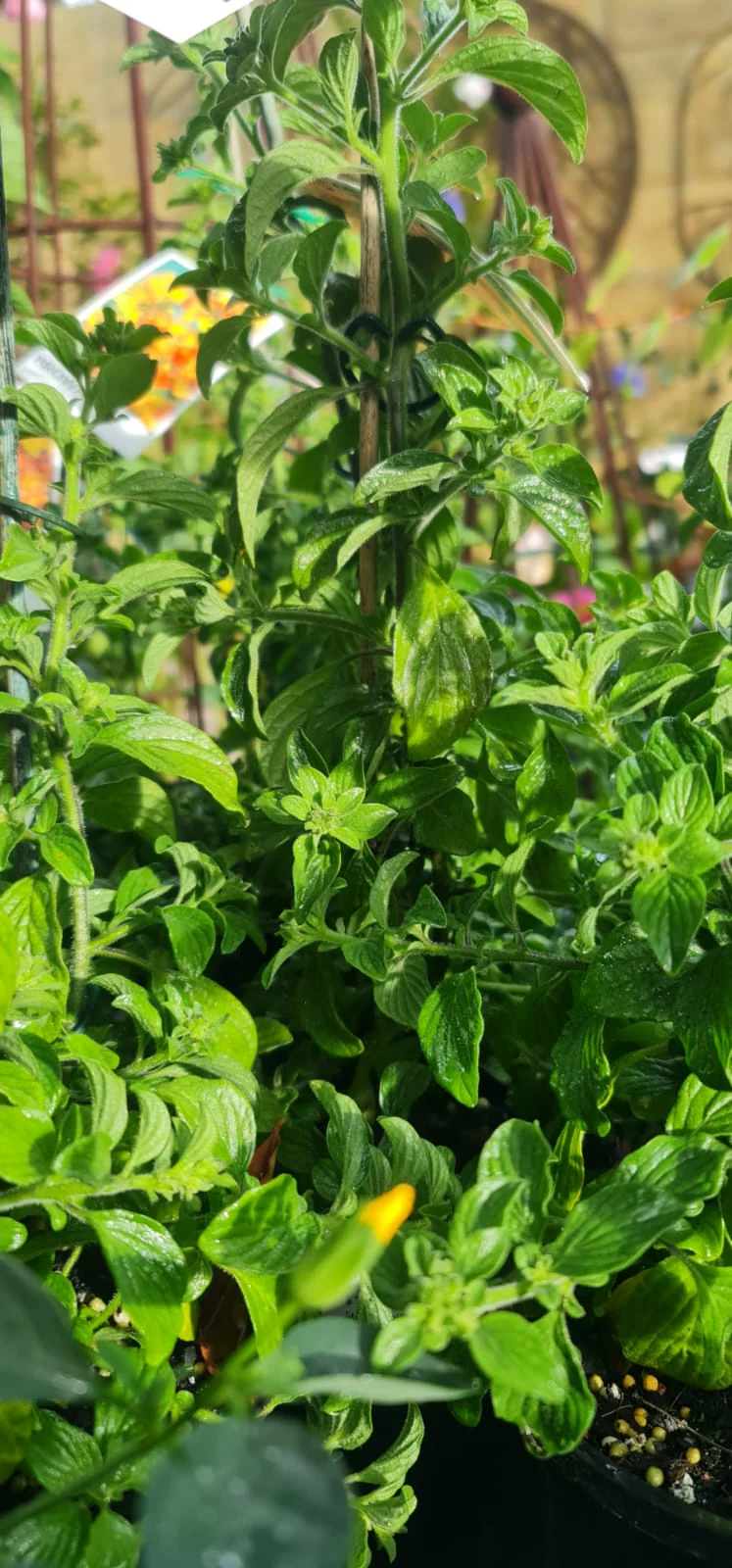 Streptosolen jamesonii Marmalade Bush (formally Browallia jamesonii) - Image 6