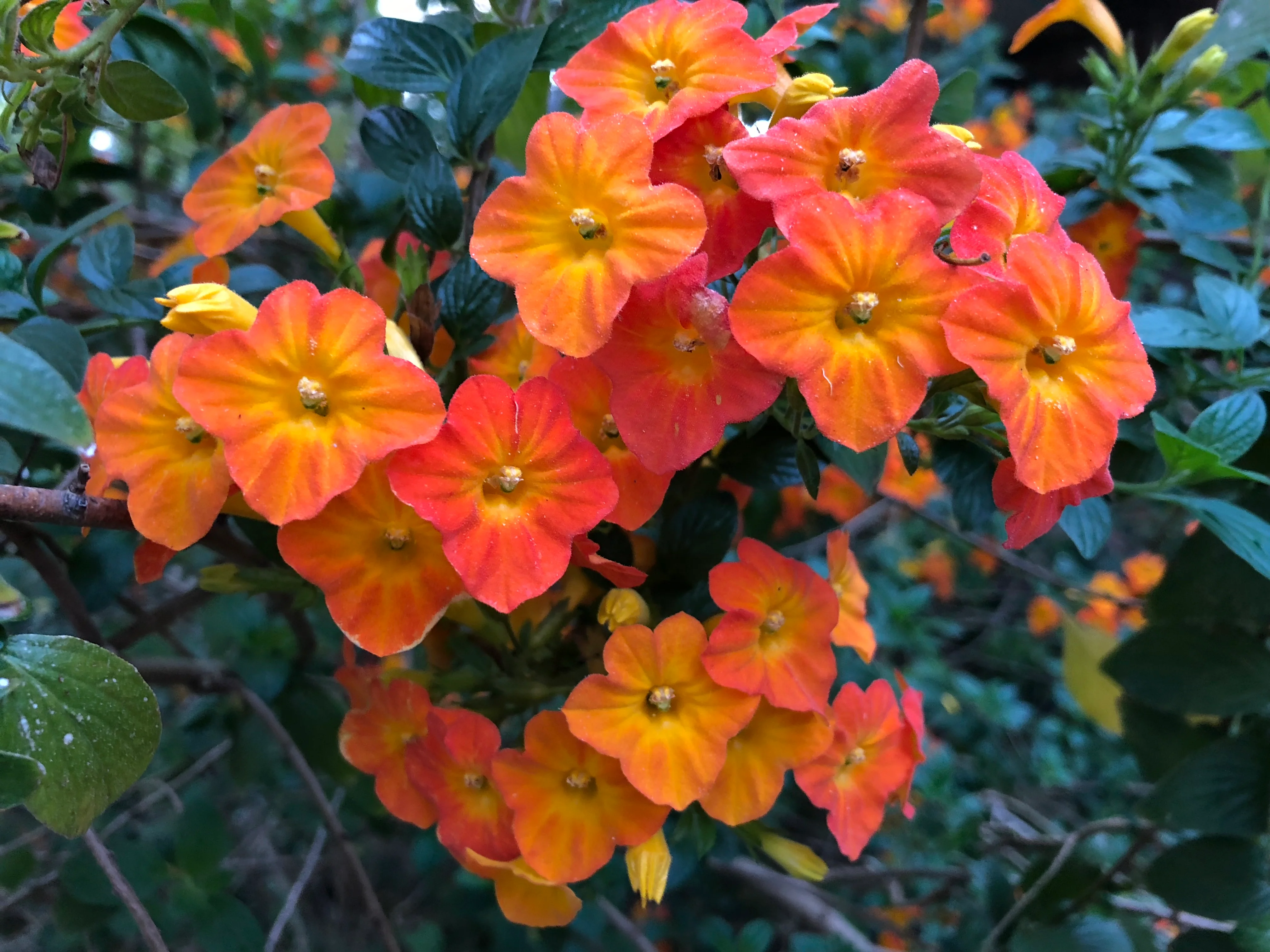 Streptosolen jamesonii Marmalade Bush (formally Browallia jamesonii) - Image 7