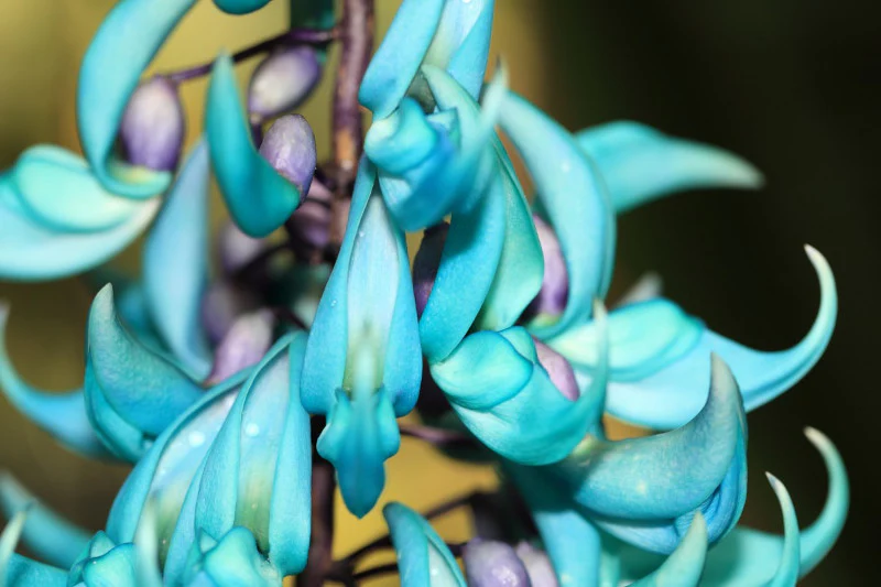 Strongylodon macrobotrys Jade Vine ready end April 2026 - Image 3