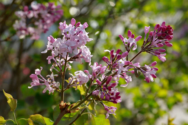 Syringa wolfii Wolf's Lilac Manchurian Lilac