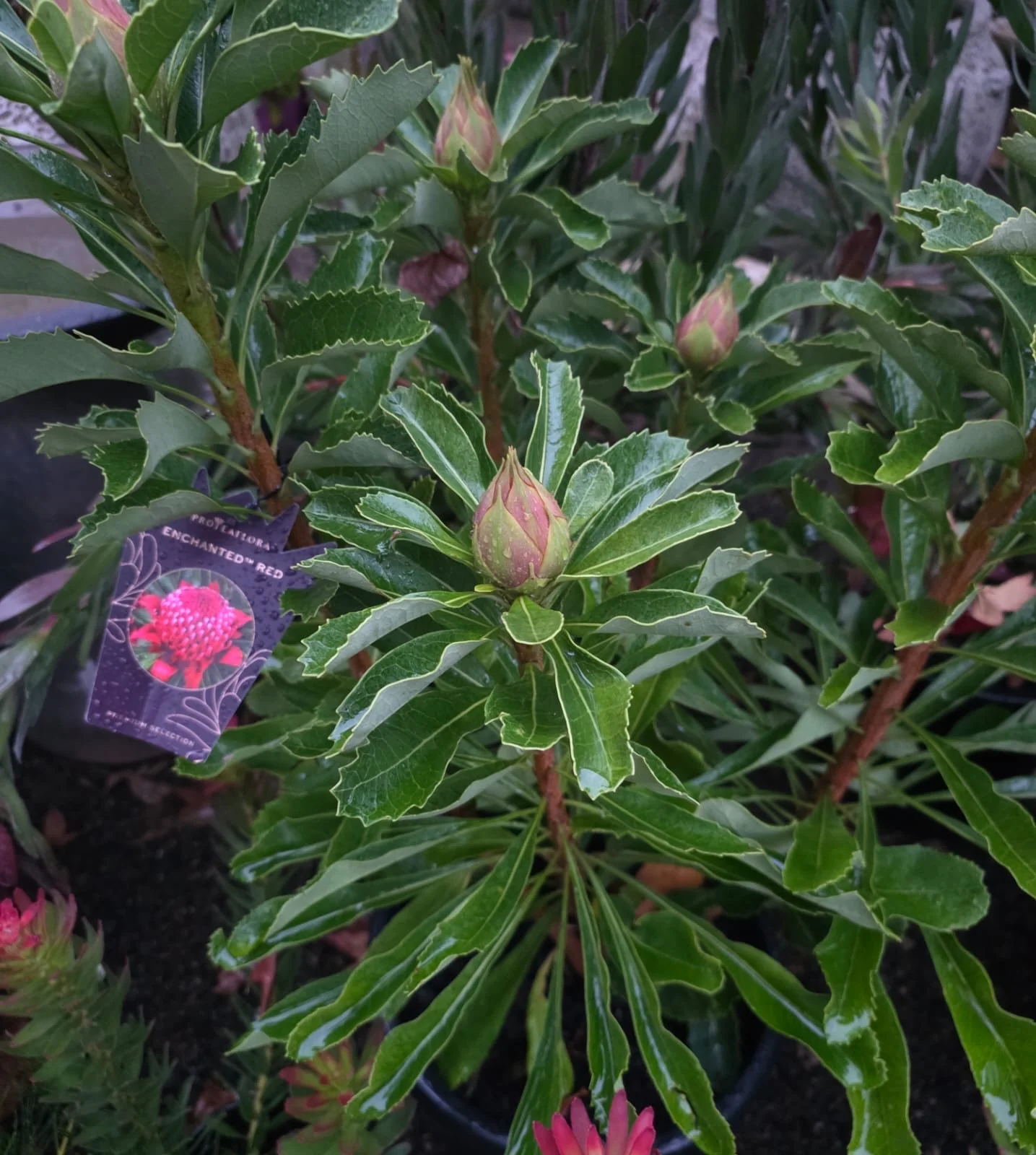 Telopea Waratah Enchanted Red - Image 3
