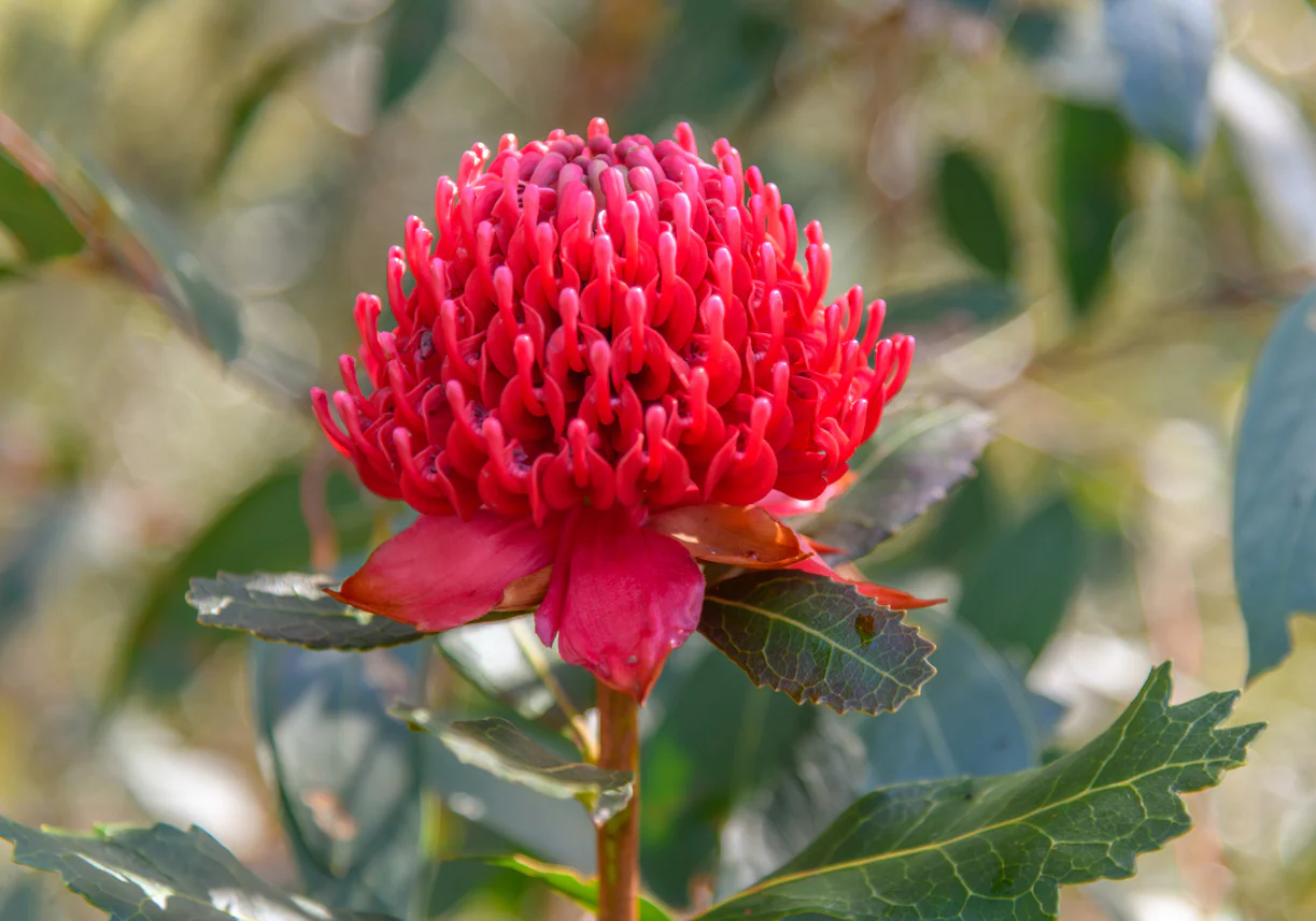 Telopea Waratah Shady Lady Red
