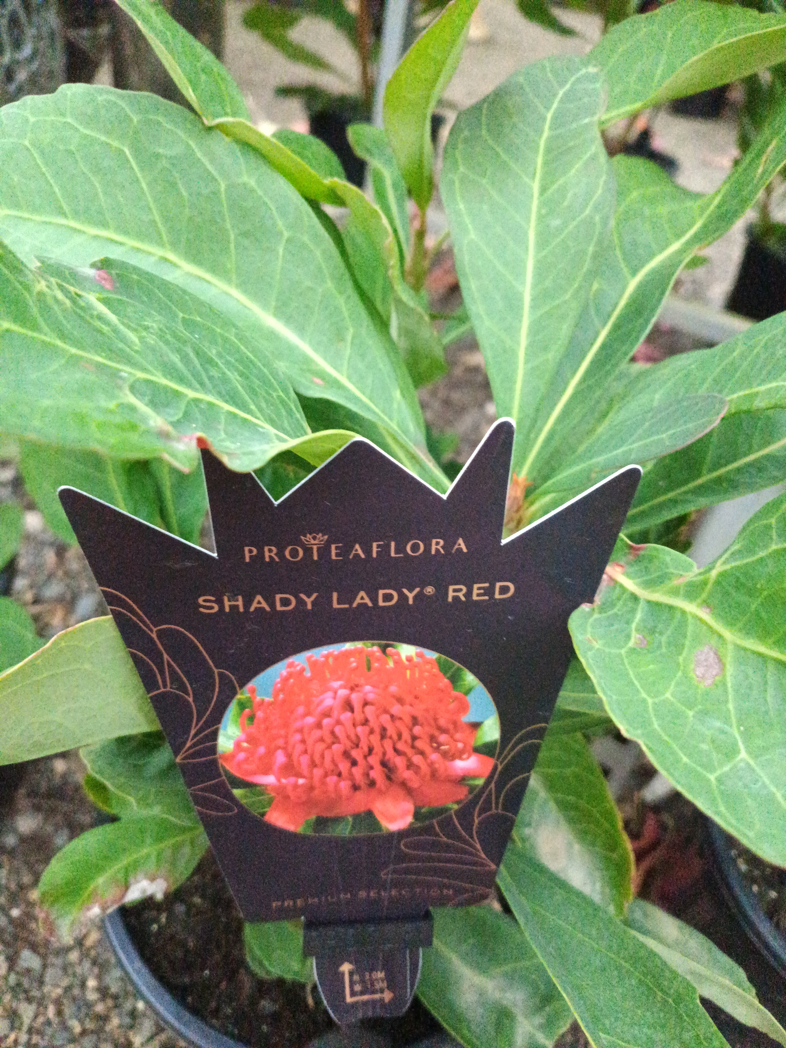 Telopea Waratah Shady Lady Red - Image 2