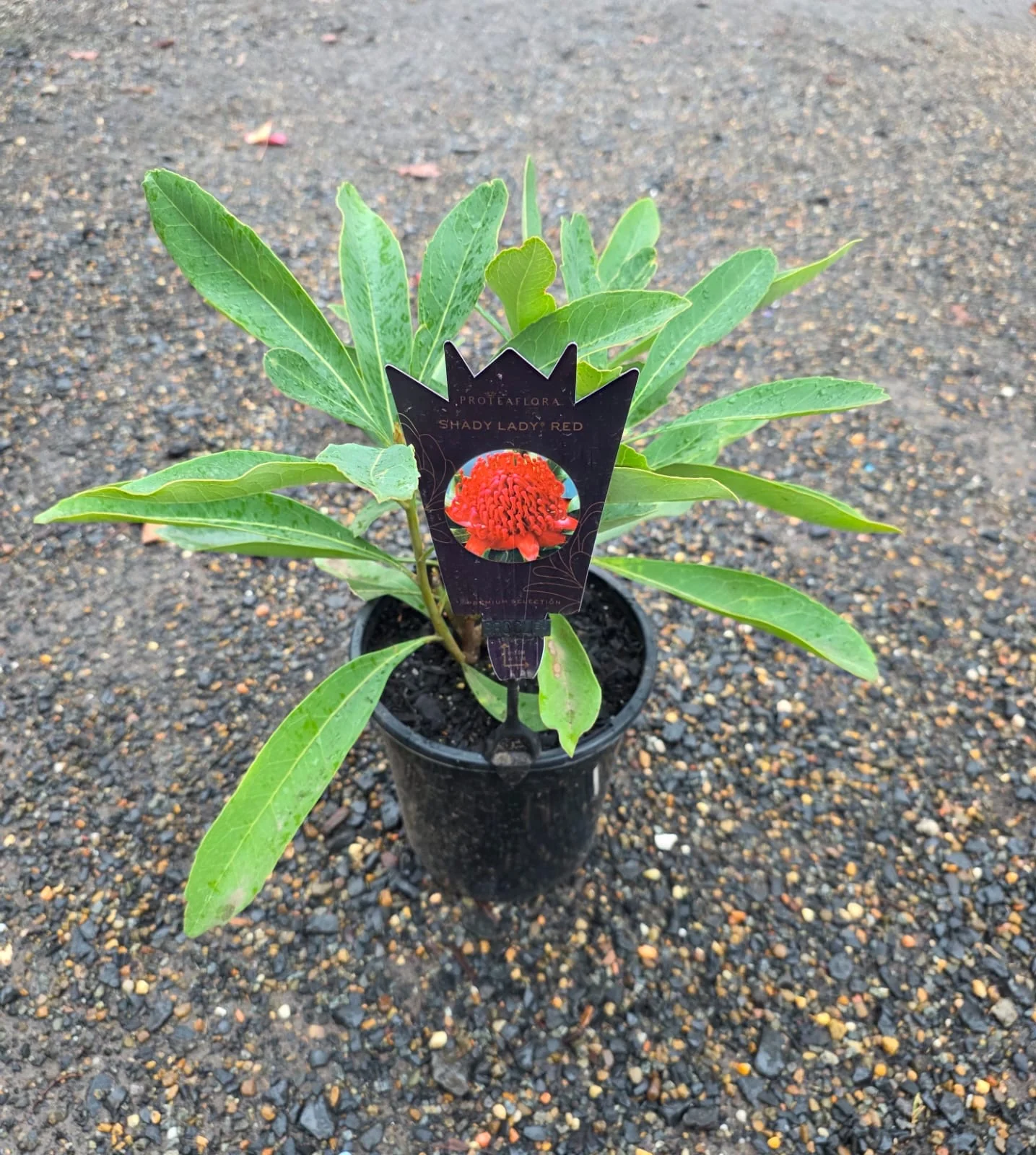 Telopea Waratah Shady Lady Red - Image 3