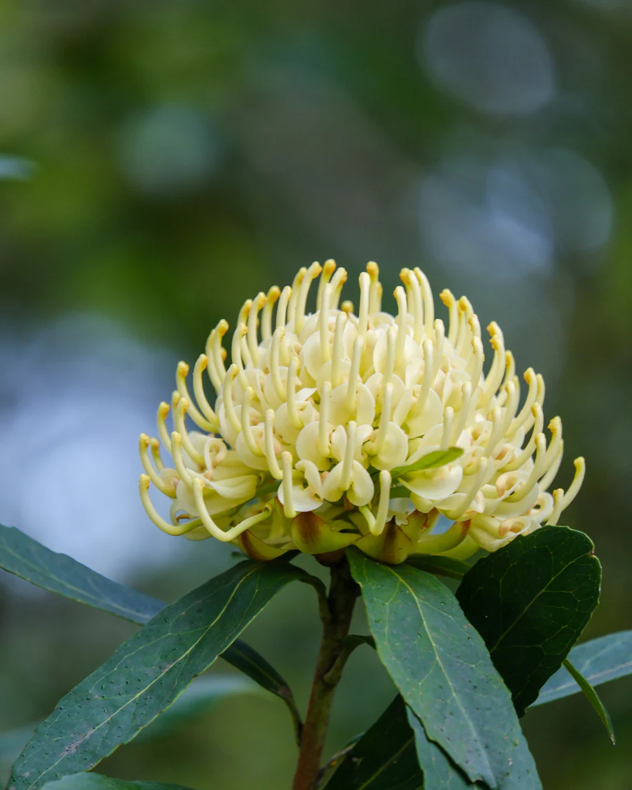 Telopea Waratah Shady Lady Yellow