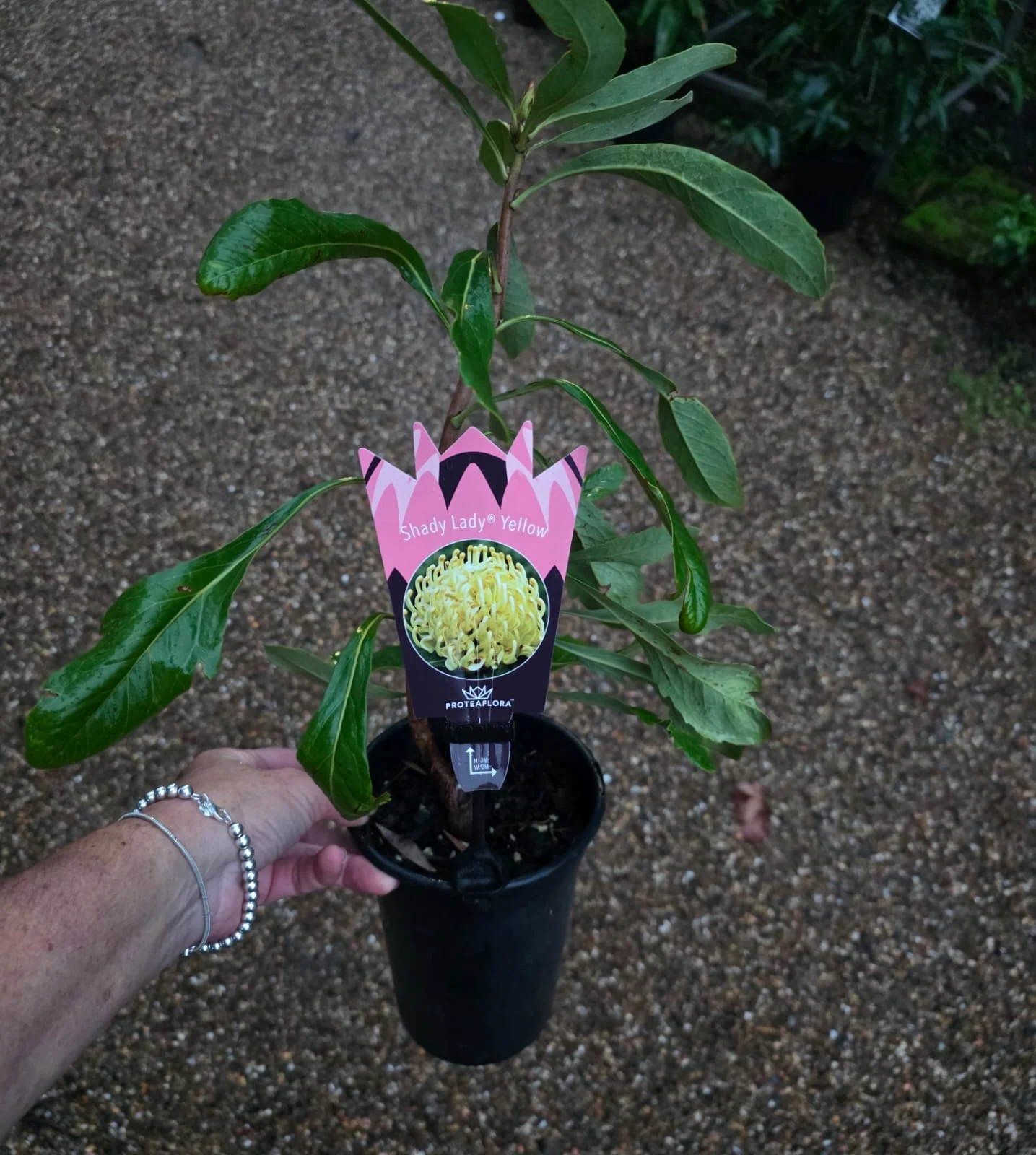 Telopea Waratah Shady Lady Yellow - Image 2