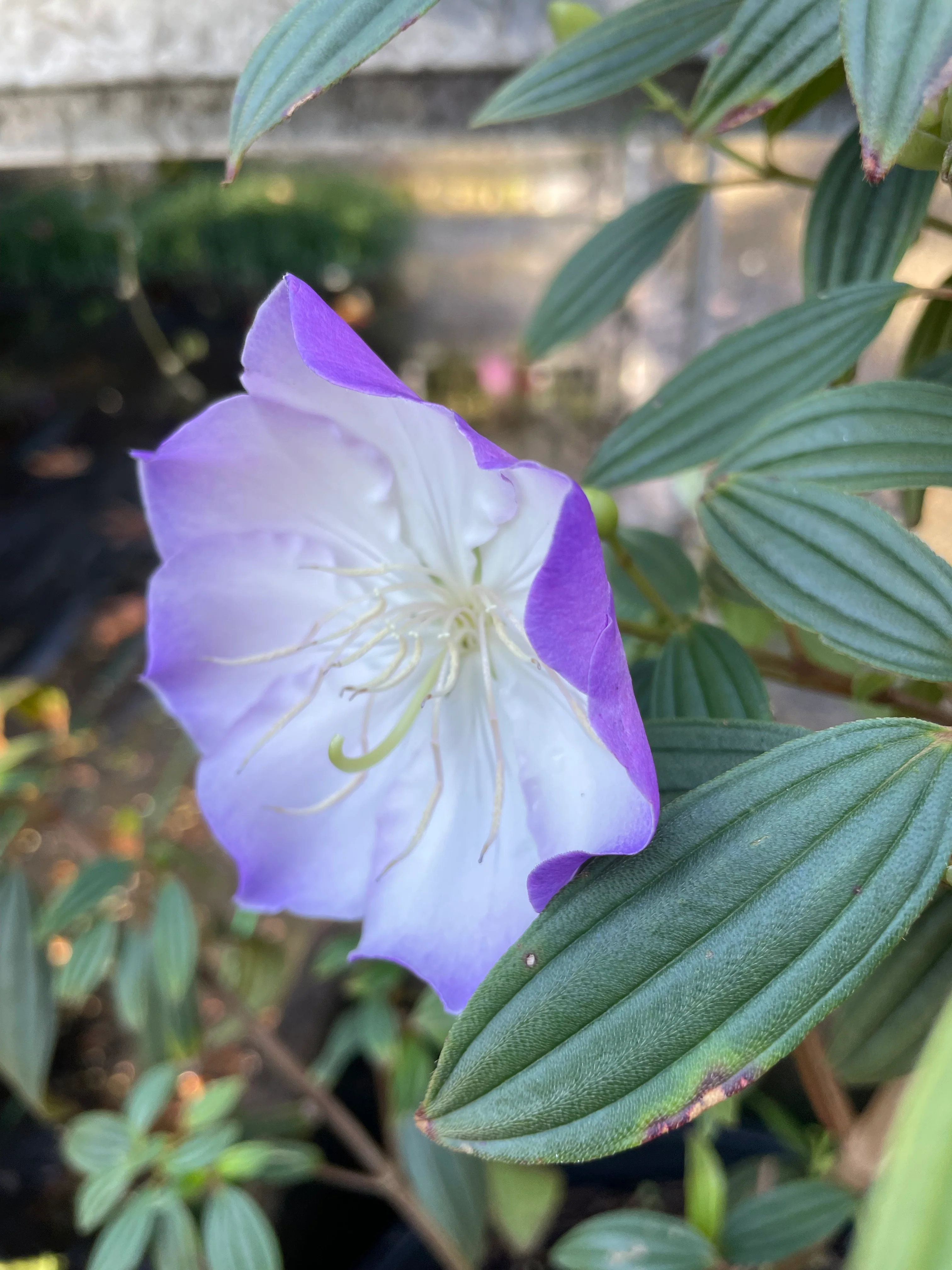 Tibouchina Illusion - Growing - pre-order in store. - Image 2