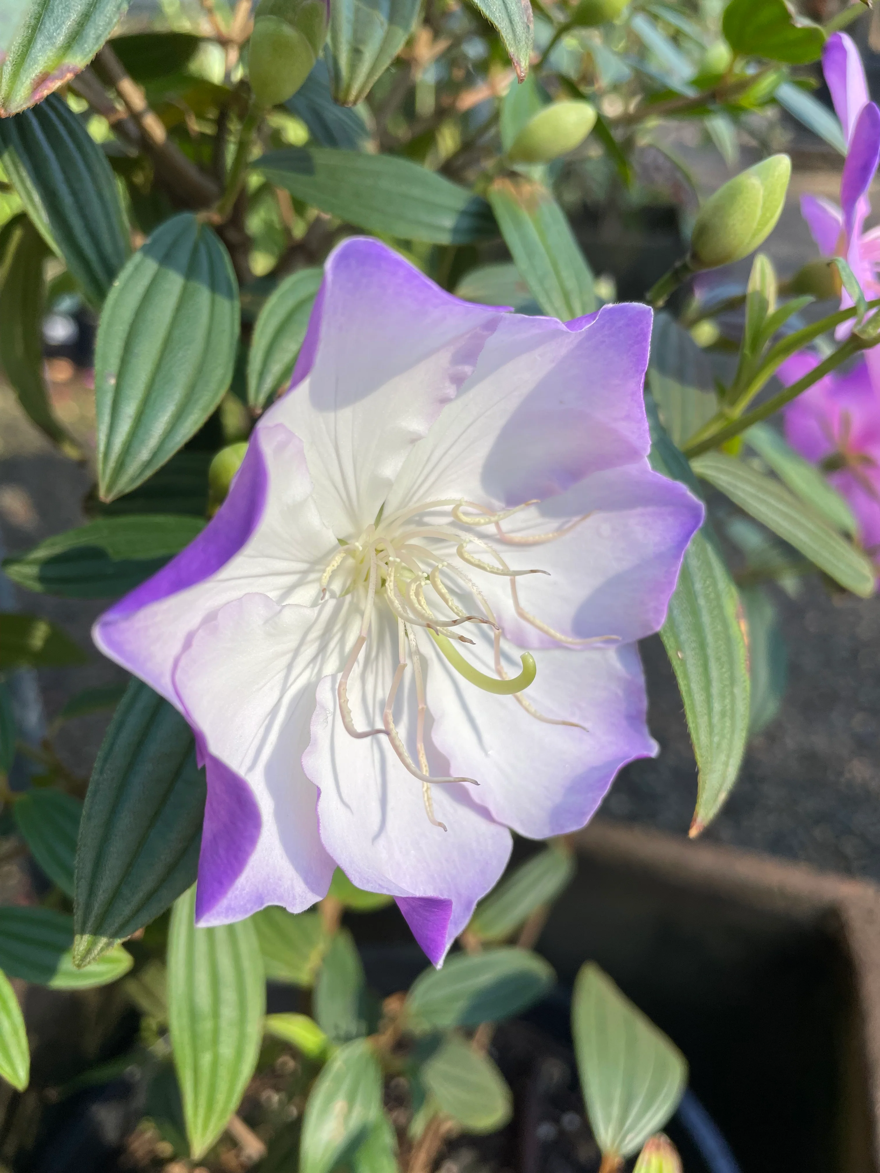 Tibouchina Illusion - Growing - pre-order in store. - Image 5