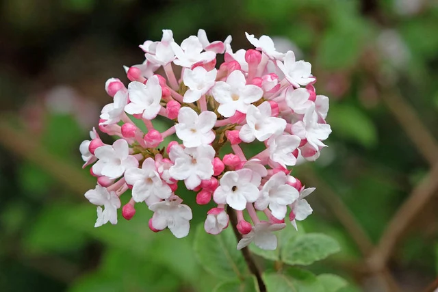 Viburnum x burkwoodii Anne Russell