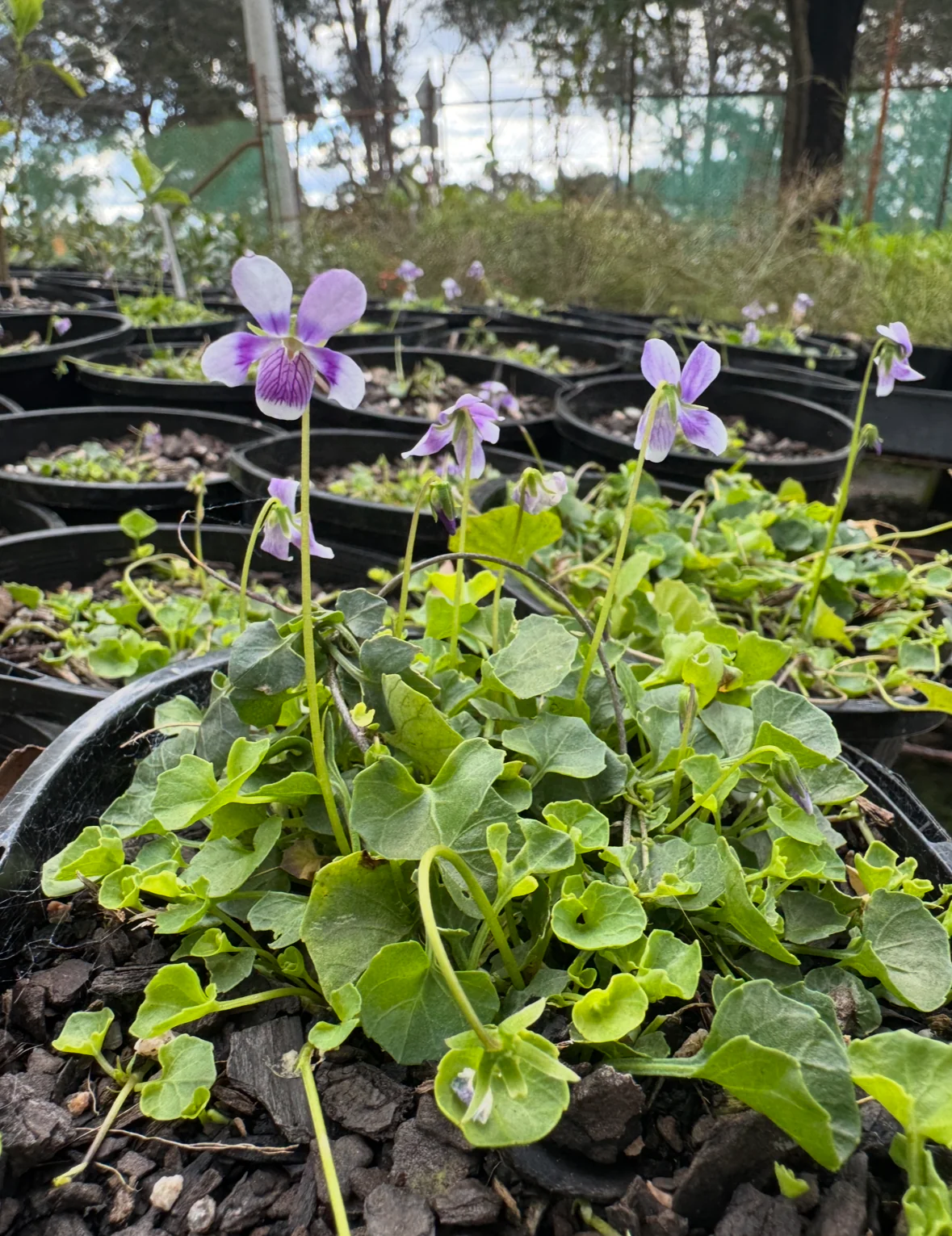 Viola eminens Native Stately Violet - Image 2