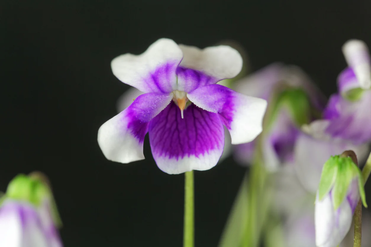 Viola hederacea Native Violet