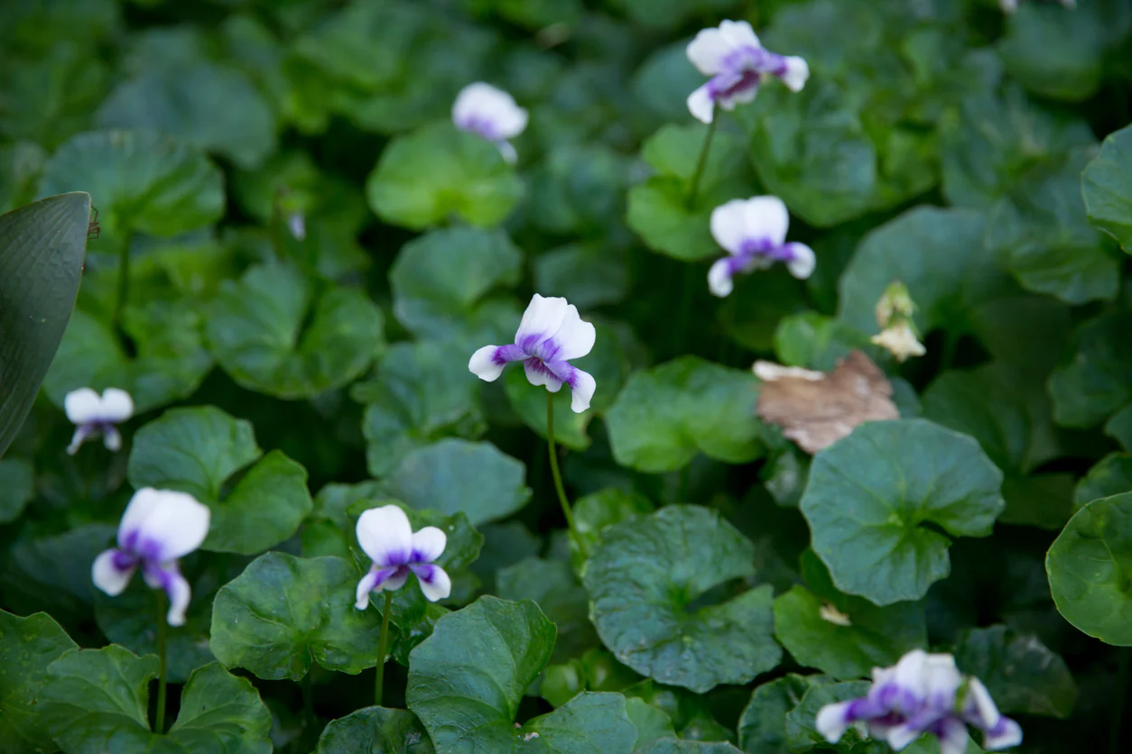 Viola hederacea Native Violet - Image 2