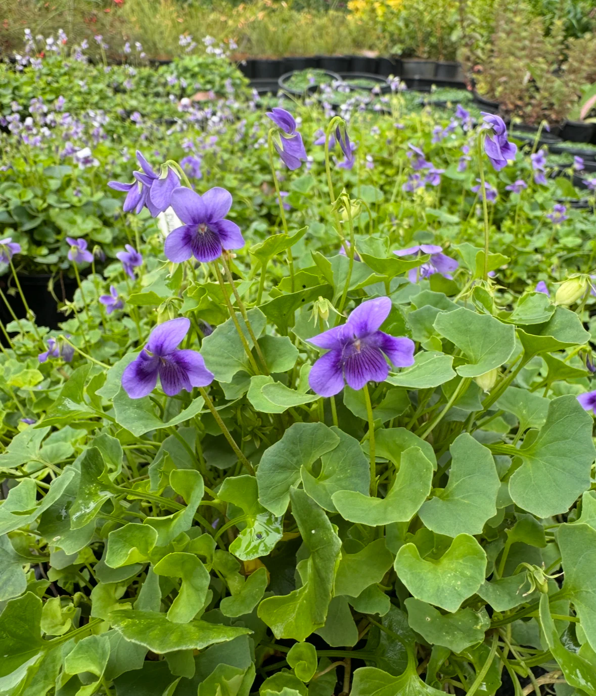 Viola hederacea Violet Whisper Native Violet - Image 2