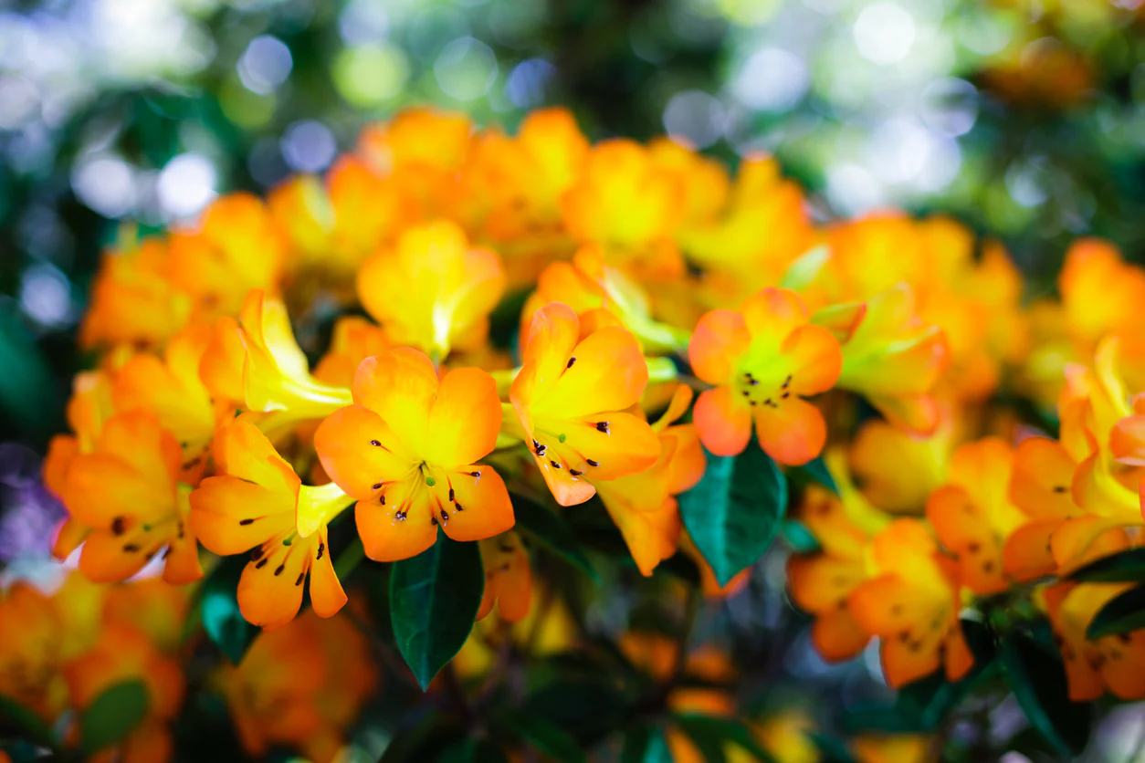 Vireya Rhododendrons Assorted Colours 110mm pot