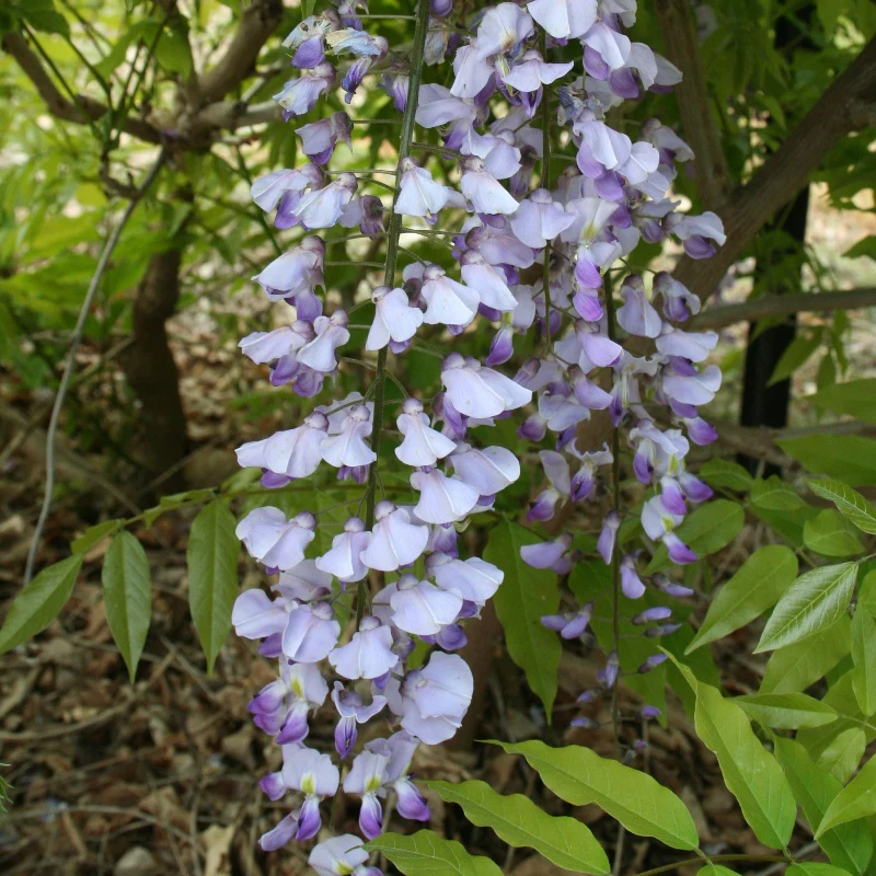 Wisteria floribunda Royal Purple Japanese Wisteria