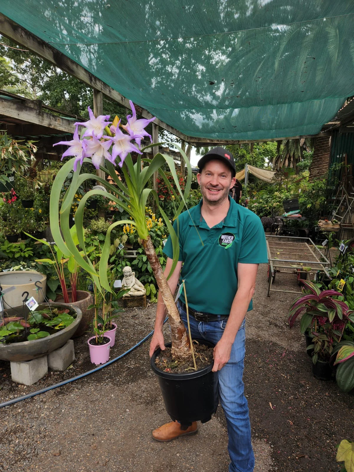 Worsleya procera Blue Amaryllis - Image 3