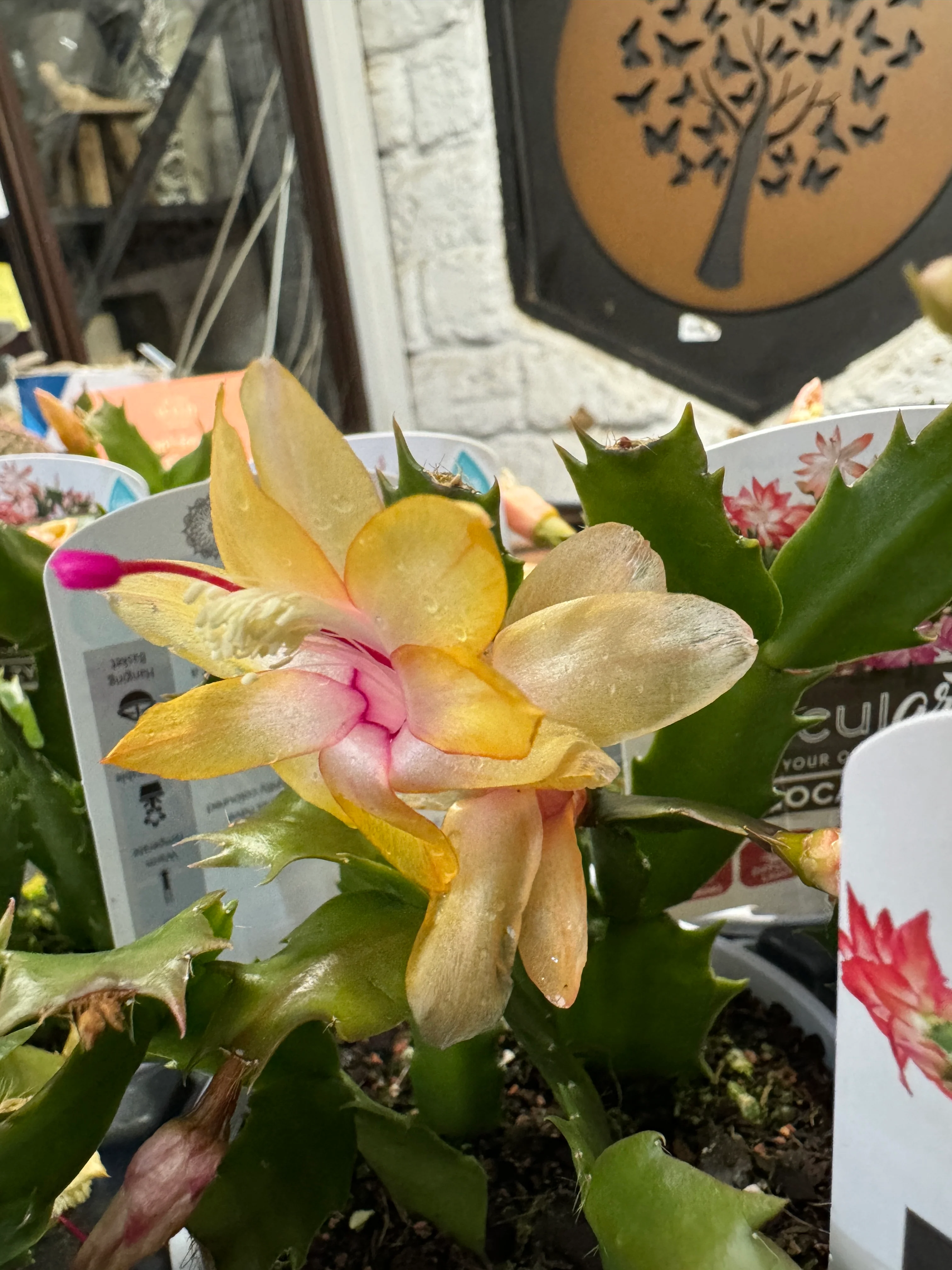Zygocactus Yellow - Growing - Enquire in store.