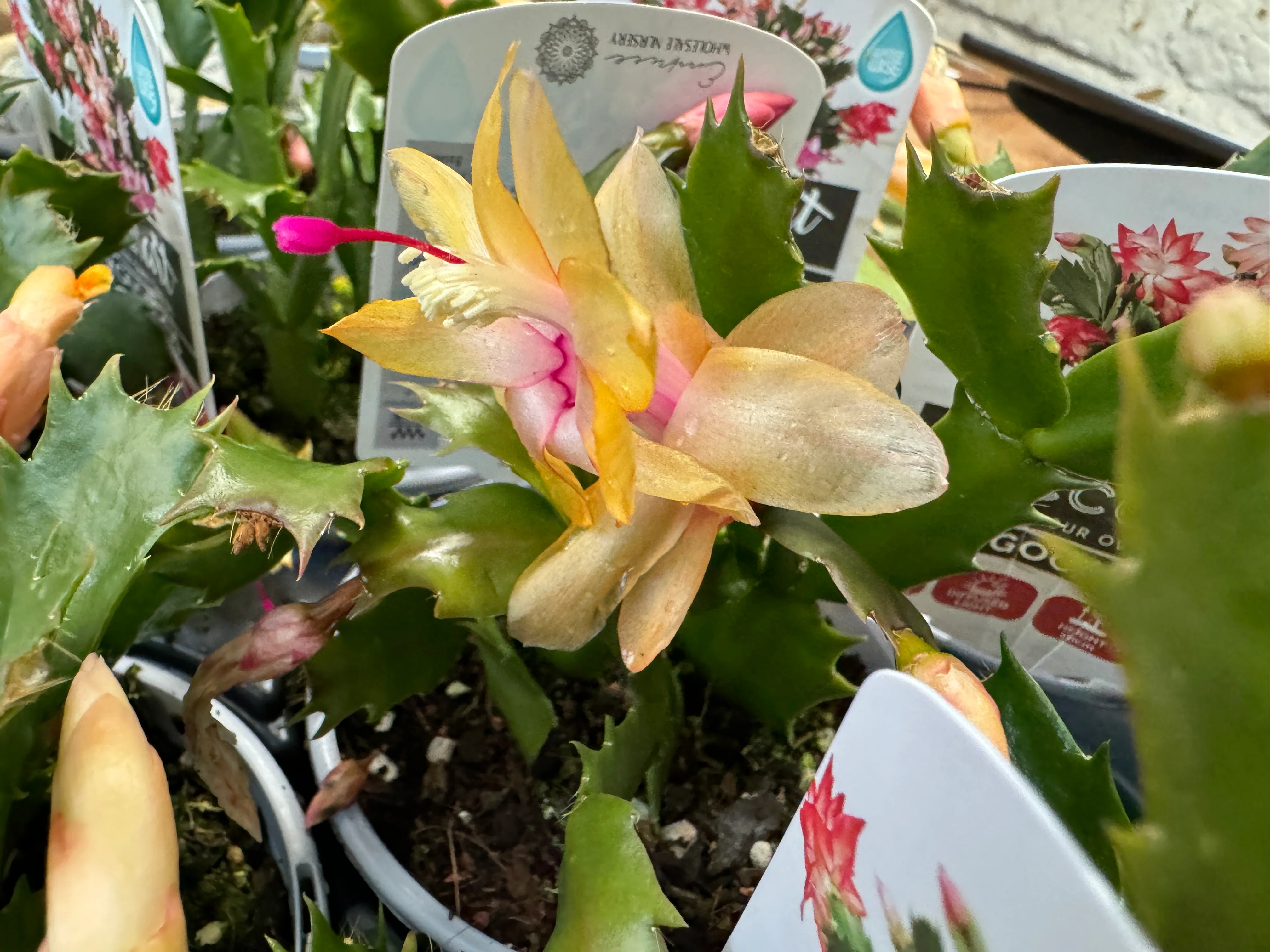 Zygocactus Yellow - Growing - Enquire in store. - Image 2